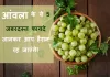 रोज सिर्फ 1 आंवला खाएं और बदल जाएगी आपकी जिंदगी! Aamla ke fayde aur Upyog Aamla ke fayde aur Upyog