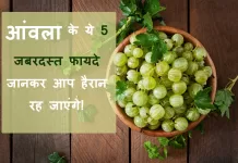 रोज सिर्फ 1 आंवला खाएं और बदल जाएगी आपकी जिंदगी! Aamla ke fayde aur Upyog Aamla ke fayde aur Upyog